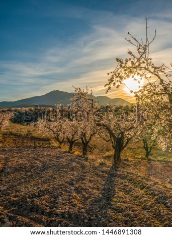 blooming field of almond trees with withe flowers during a spring sunny day - Image