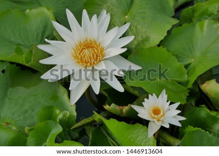 White lotus in the lotus pond