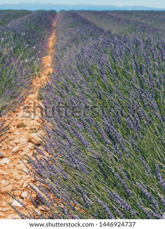 Lavender field in the province of Valensole in Provence in France