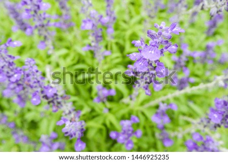 
Fresh purple flowers that are outdoors.