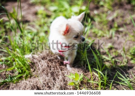 Funny puppy chihuahua walks in the green grasss in the green grass