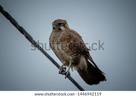 Brown Falcon perched and posing for a picture before taking flight 