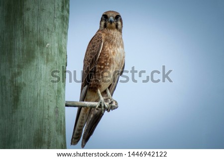 Brown Falcon perched and posing for a picture before taking flight 