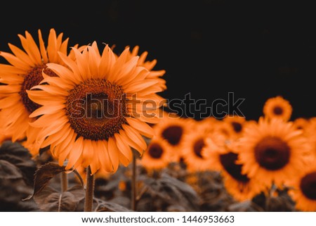 Orange tone sunflower, Sunflower field