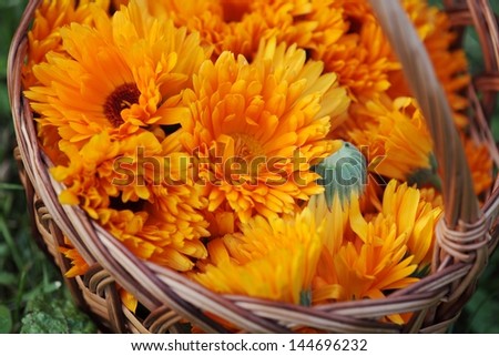 Top view of basket with marigold (calendula) flowers
