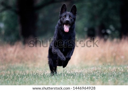dog black german shepherd jumping on the grass Royalty-Free Stock Photo #1446964928
