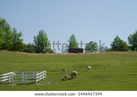 Landscape around Harvest Hill in Osaka,Japan.There are sheep on the ranch.
Scientific name is Ovis aries.