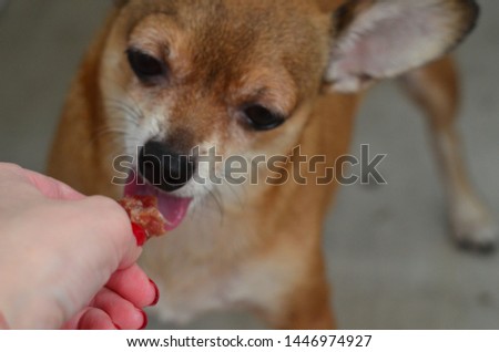 Licking dog of chihuahua breed the tasty delicacy in the hands
