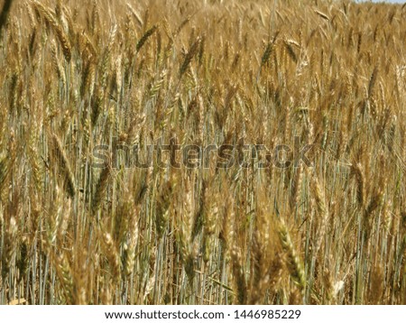 Screensaver on the desktop of grain crops