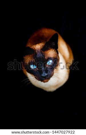 Thai cat on black background
