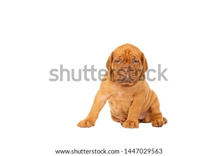 Cute puppy French breed dogue de Bordeaux sitting isolated on a white background with copy space