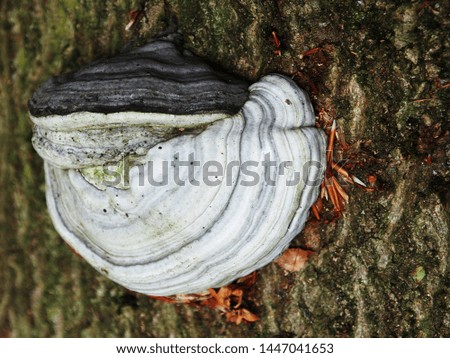 Mushrooms growing on tree in the forest