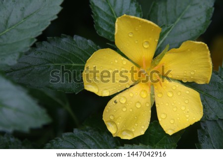 A yellow flower of Sage Rose or West Indian Holly and green leaves background, droplets are on yellow petals. Top view.