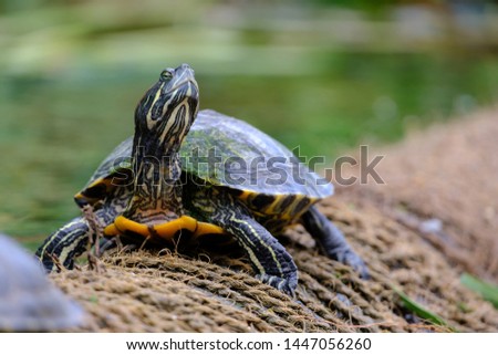 Little water turtle on the shore of the pond. Video turtle on a blurred background