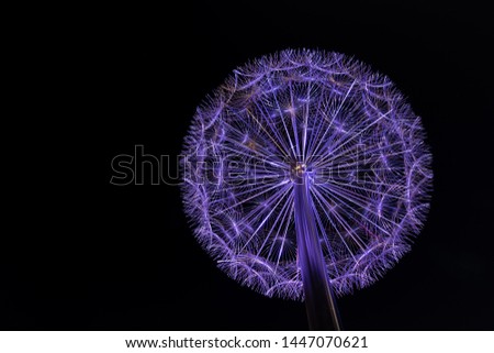 Pollen like abstract picture at night (purple)