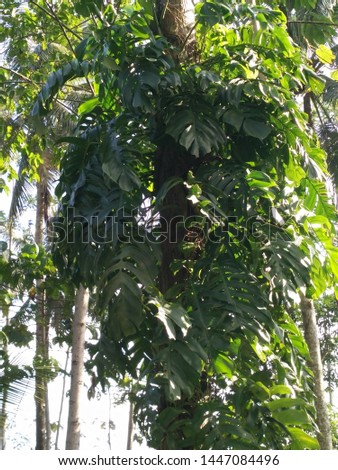 monstera plant attached to a tree, soft focus image