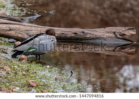 Australian Wood Duck male in a small pond at Aranda Bushland Nature Reserve, ACT, Australia on a winter morning in July 2019