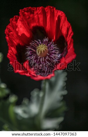 bright red poppy open in the sunshine