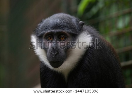 The LHoest's monkey (Cercopithecus lhoesti), or mountain monkey, is a guenon found in the upper eastern Congo basin