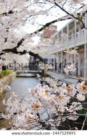Beautiful Cherry Blossoms along a riverbank in the Shirakawa district of Kyoto, Japan.