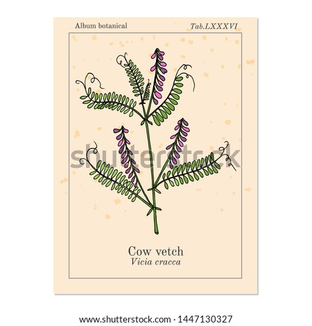 Cow vetch (vicia cracca), medicinal plant. Hand drawn botanical vector illustration