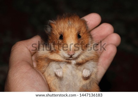 Cute female hamster sitting on the hand