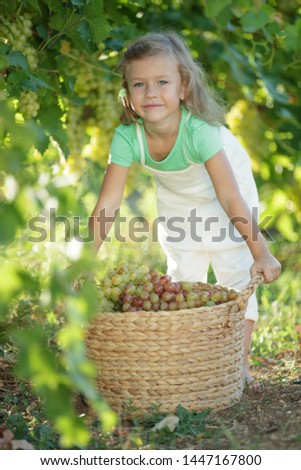 The child collects grapes in nature. 