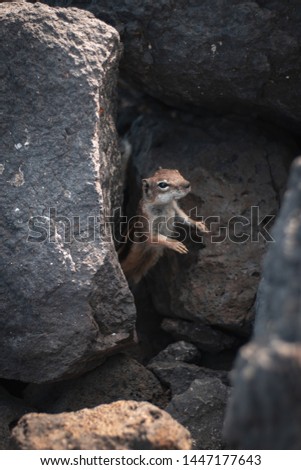A closeup shot of a beautiful wild squirrel sticking its head out rocks in a forest