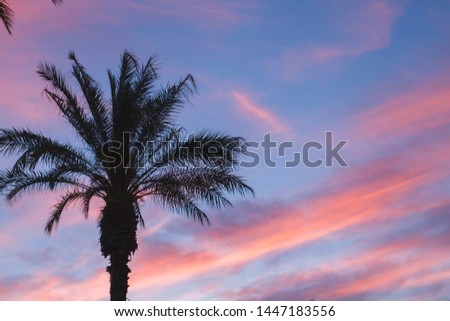 Palm tree and colorful sunset sky