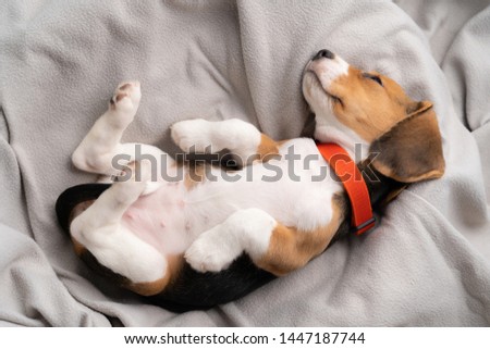 Cute beagle puppy is lying on a gray cloth with the morning sun. Royalty-Free Stock Photo #1447187744