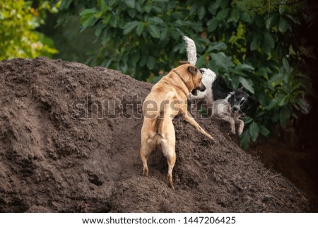 Large brown dog and young border collie leaping up and down a pile of earth, having fun.