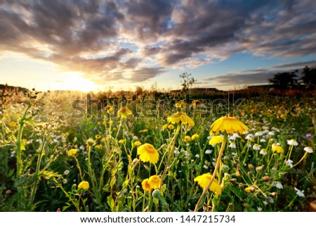 beautiful yellow chamomile flowers at summer sunrise