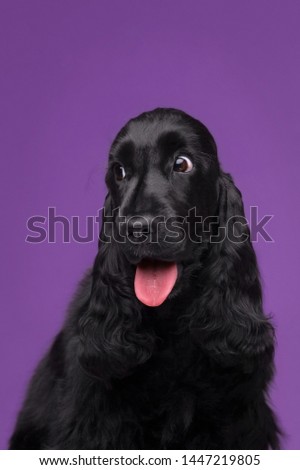 Black English Cocker Spaniel looks away with surprise and open mouth on lilac background