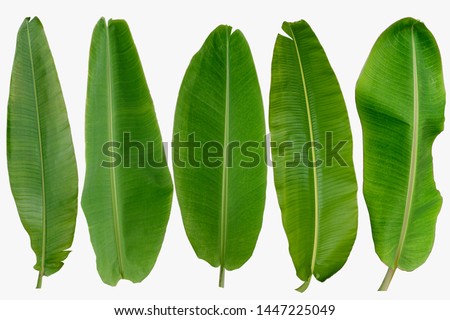 Set of Banana leaf isolated on white background