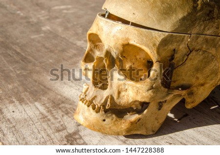 Skull human older woman part of body death halloween
