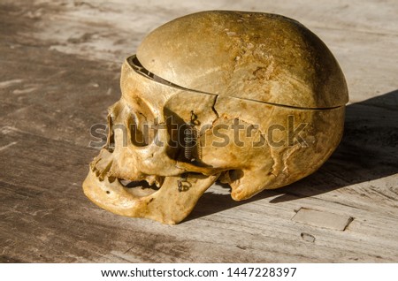 Skull human older woman part of body death halloween
