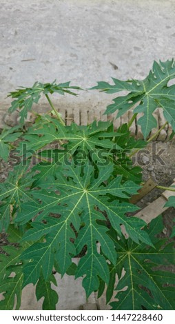 Nature Background Image Papaya Leaves Stock Photo (Edit Now)