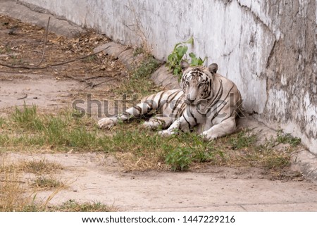 White Tiger setting, resting near the wall.