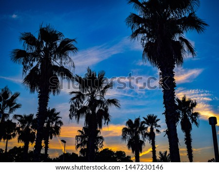 Palm tree silhouettes in Barcelona