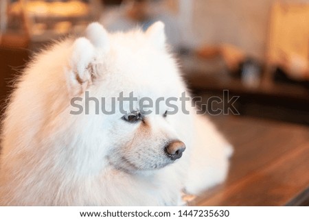 Portrait of Happy white cute dog in cafe shop.Head shot of  dog.