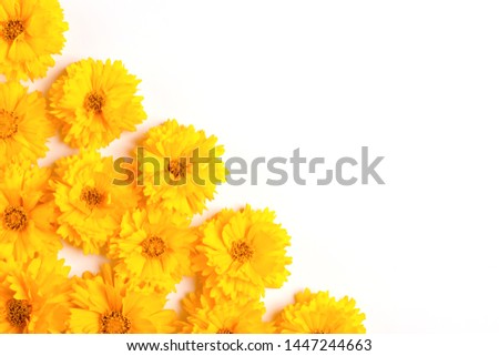 Composition of yellow flowers on a white background. Top view. Flat lay. Copy space.