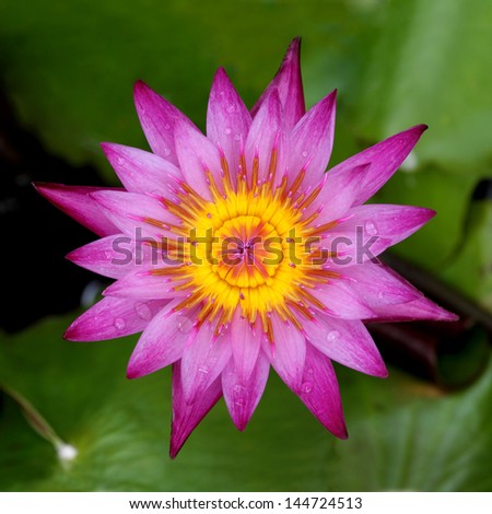 Bird eye view of pink Lotus in pond