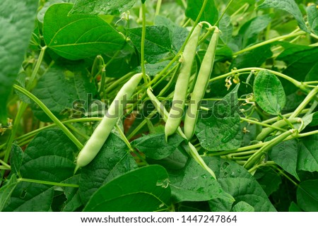 The kidney bean is a variety of the common bean (Phaseolus vulgaris). Green beans plant with fresh leaves. Agriculture background. Common bean texture. Royalty-Free Stock Photo #1447247864