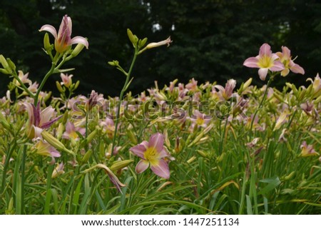 Pink beautiful lilium in the park. nice nature flower background.