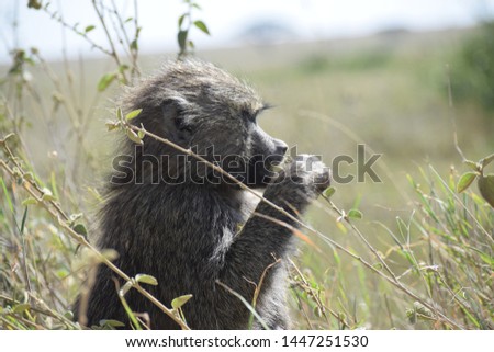 Monkey eating a flower in africa