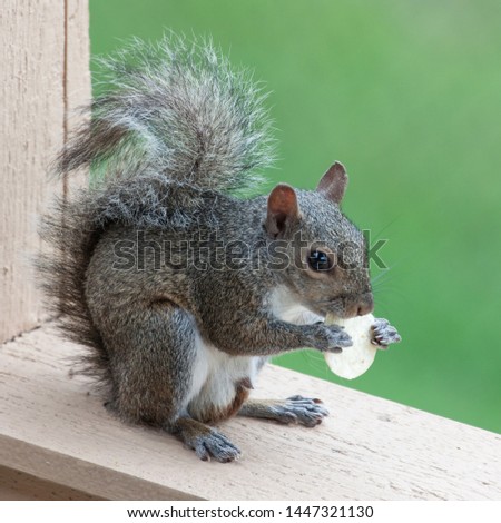 American fluffy squirrel sits on the railing of a private house