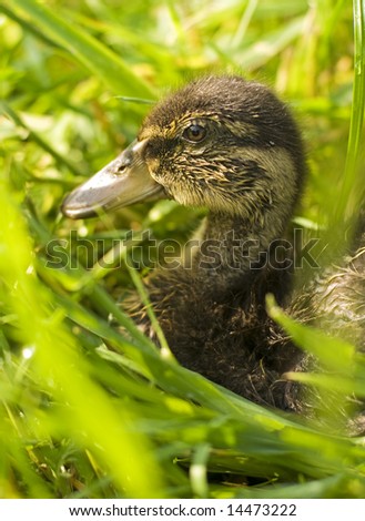 little brown duck on the grass close up