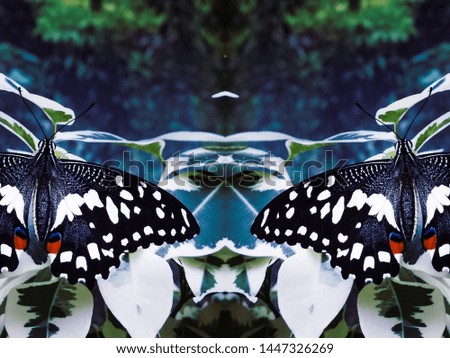 Black butterfly Papilio demoleus closeup