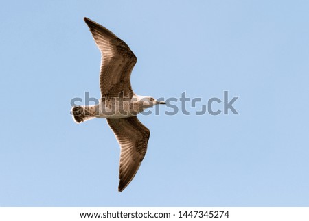 beautifully colored seagull in action