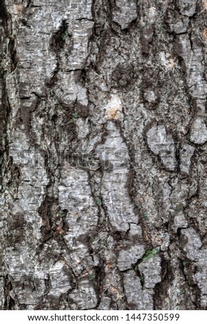 Closeup Embossed Tree Bark Texture Background	